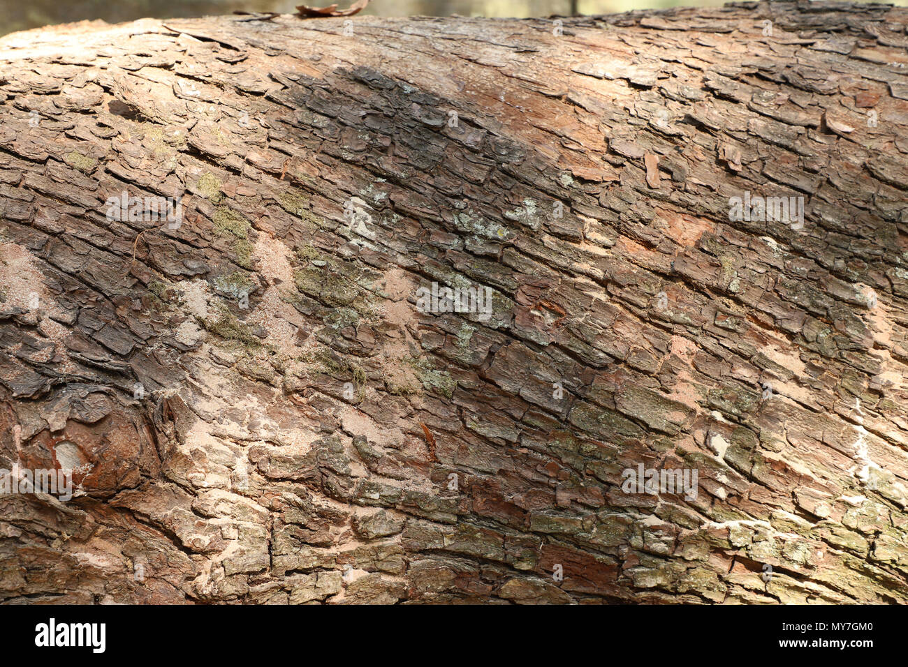 forest tree log Stock Photo - Alamy