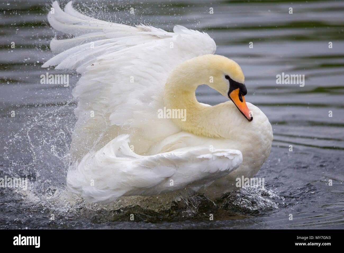 Mute swan (Cygnus olor) bathes and splashes in water, Germany Stock Photo