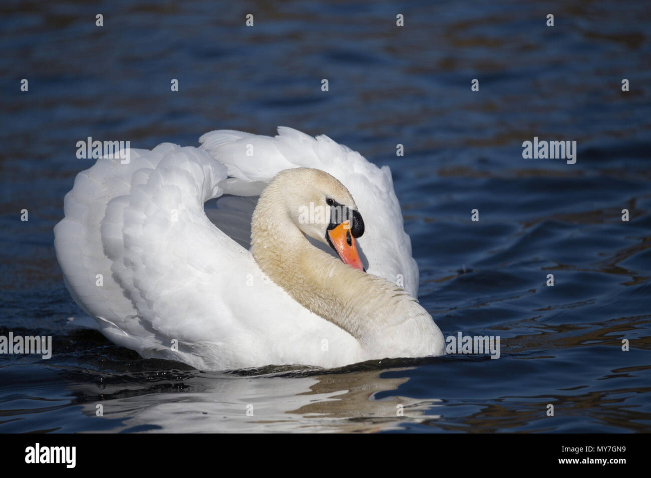 Display behaviour of a male Mute swan (Cygnus olor), Germany Stock Photo