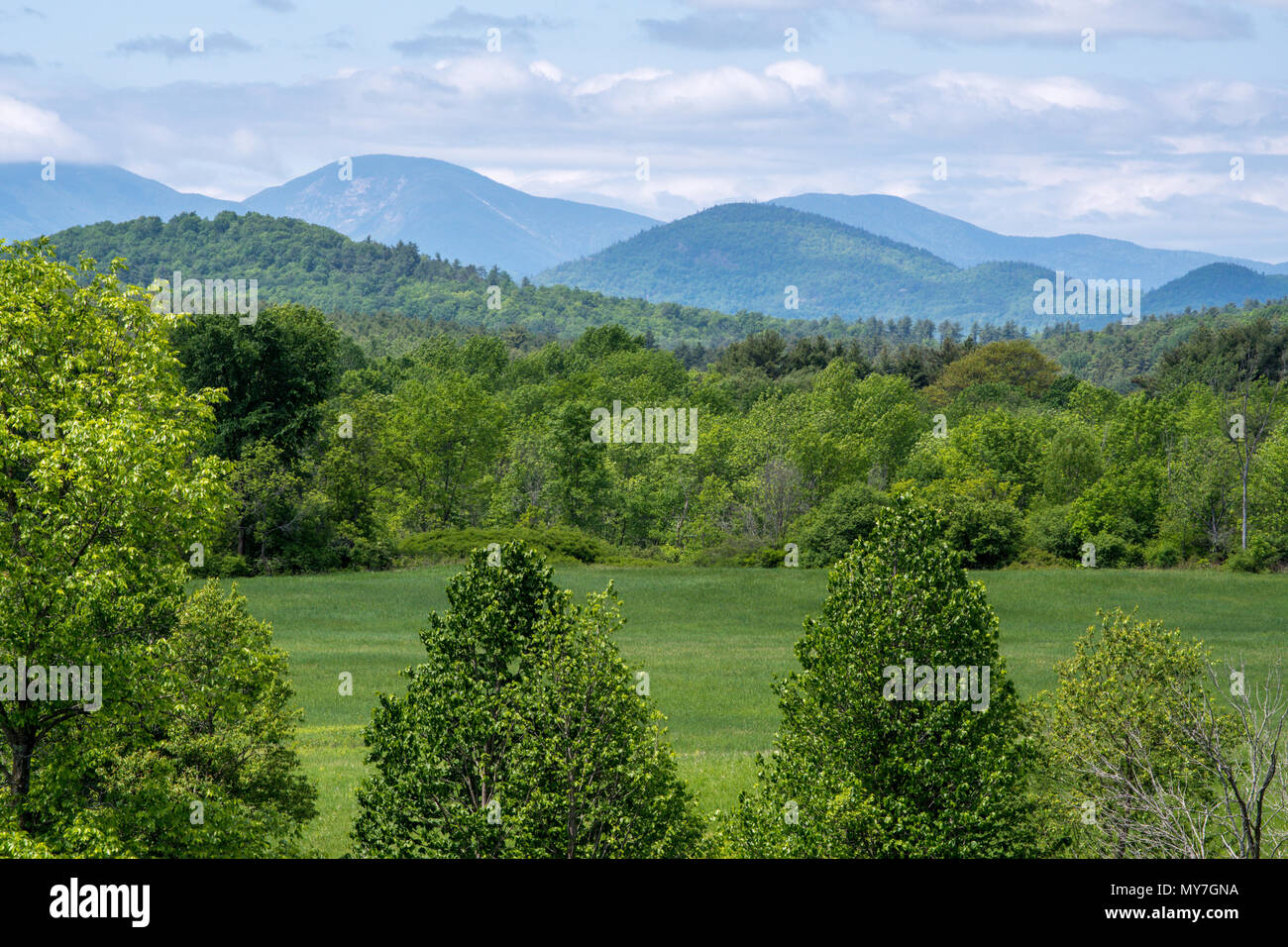 Beautiful forest in summer in Adirondacks Mountains Stock Photo