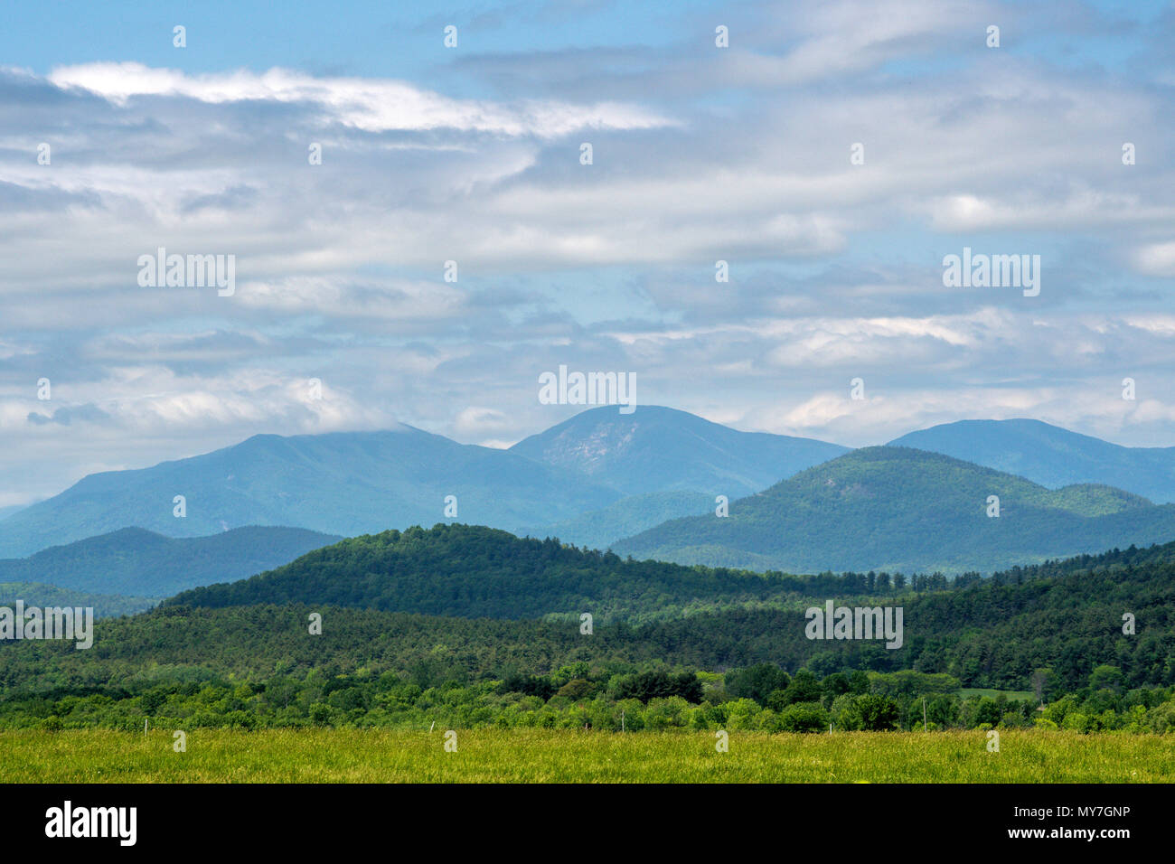 Beautiful forest in summer in Adirondacks Mountains Stock Photo