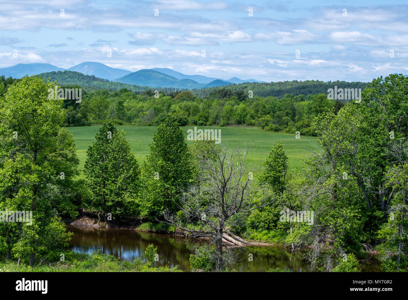 Forest in summer with river in Adirondacks mountains Stock Photo