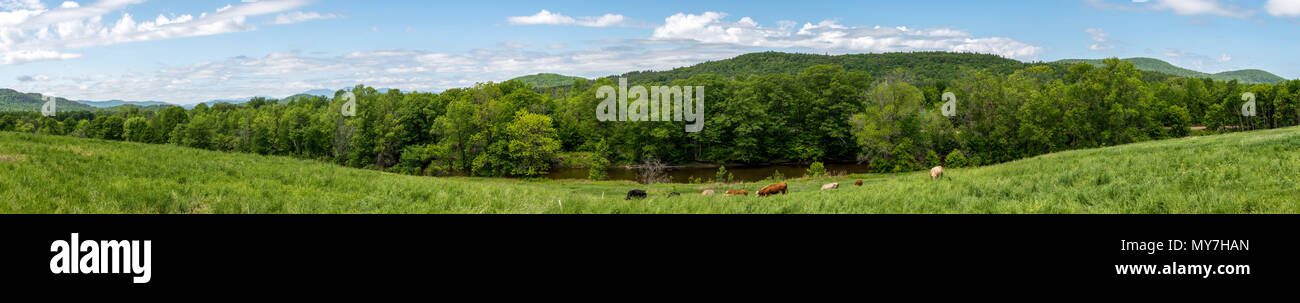 Panoramic view of a country land with beef herd near a river Stock Photo