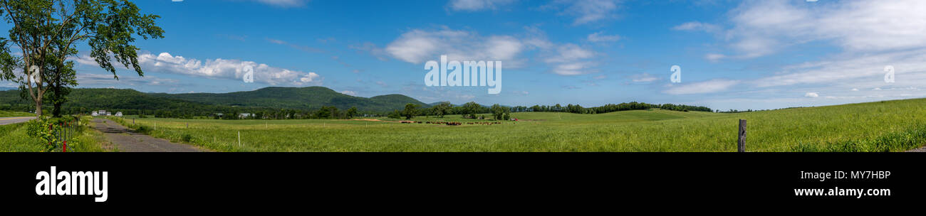 Panoramic view of a country land with beef herd Stock Photo