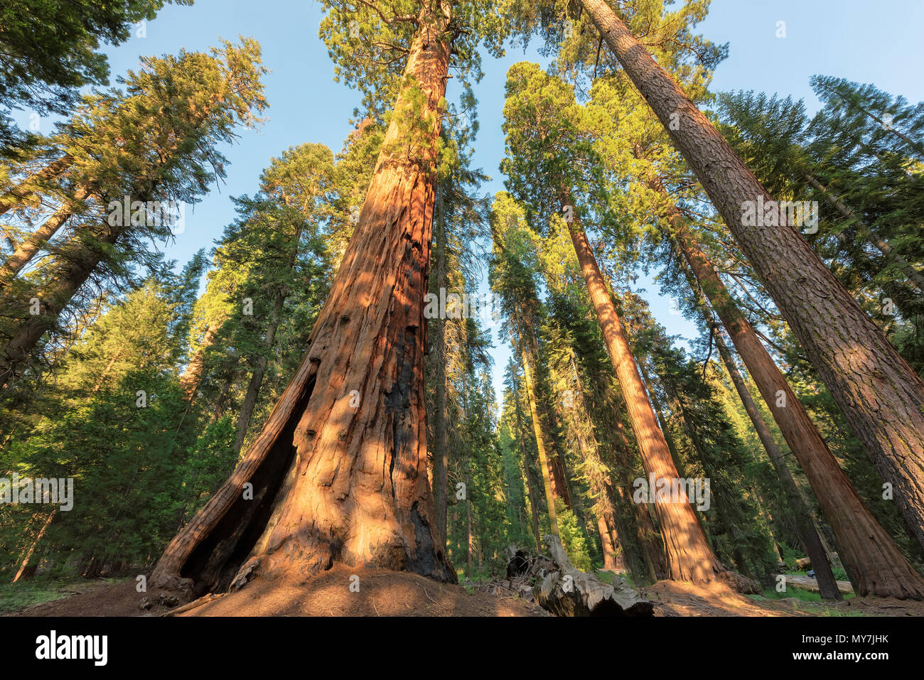 Giant Sequoia Trees Stock Photo Alamy