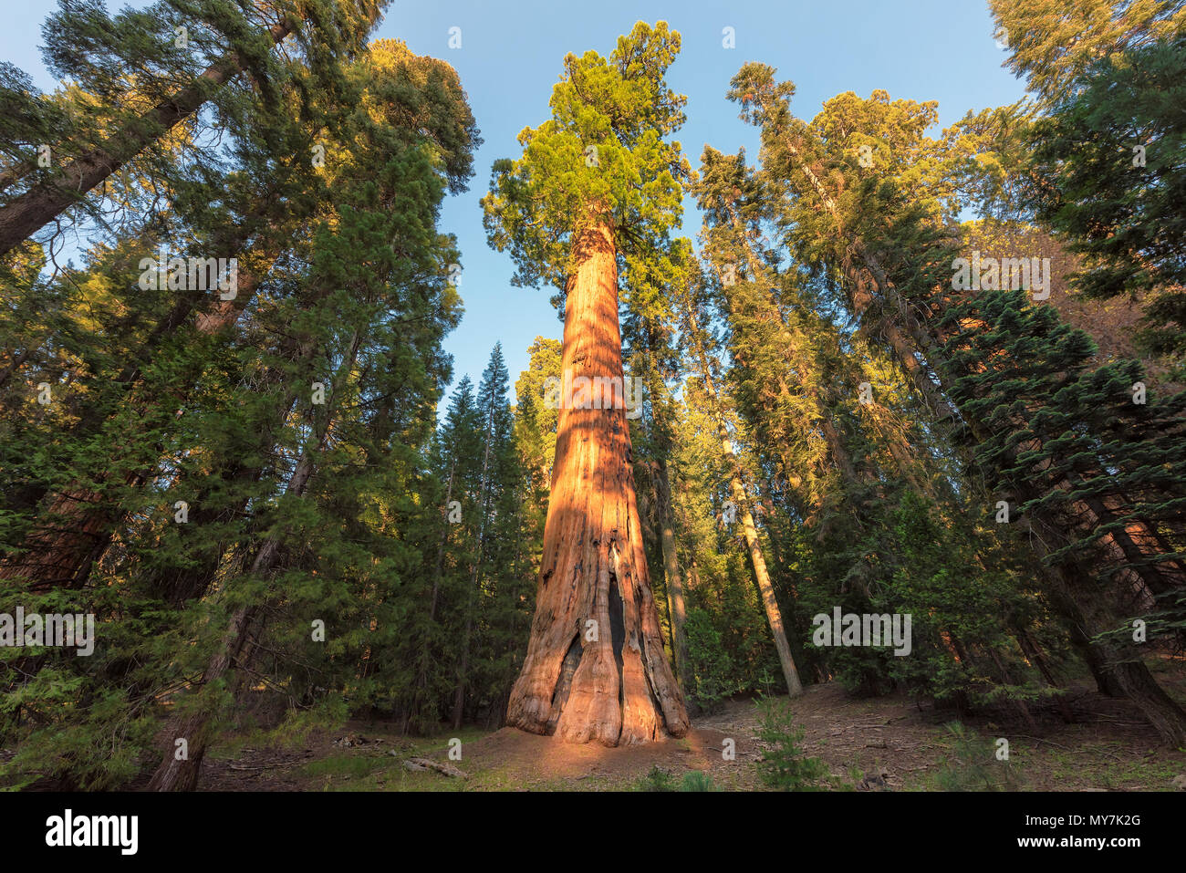 Giant Sequoia Trees Stock Photo