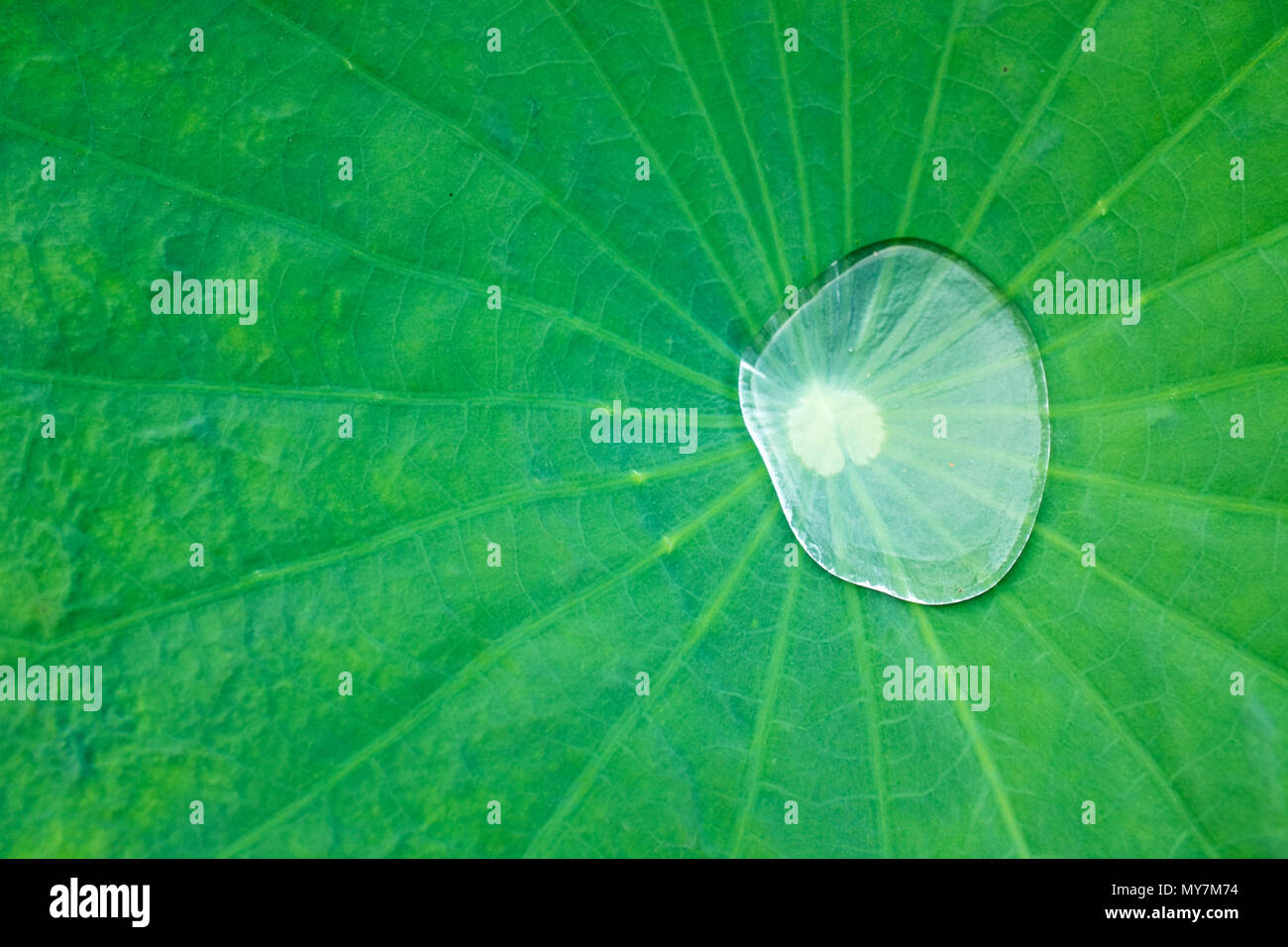 Water Drop On Lotus Leaf High Resolution Stock Photography and Images ...