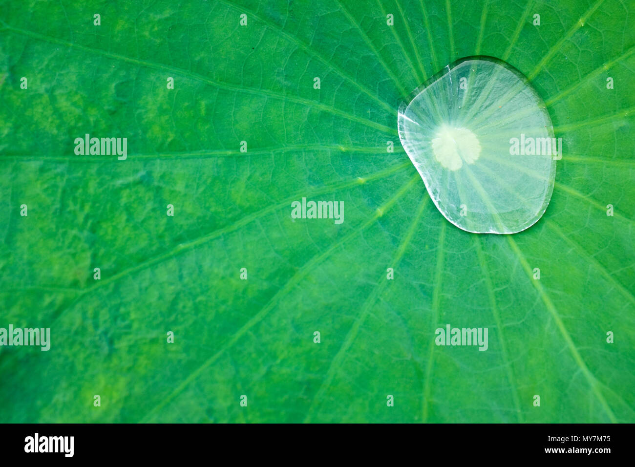 Water drop on lotus leaf Stock Photo - Alamy