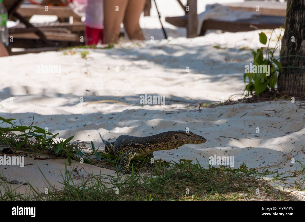 A young monitor lizard, probably a Varanus salvator with a beautiful pattern on its skin is standing near tourists on the beach. Stock Photo