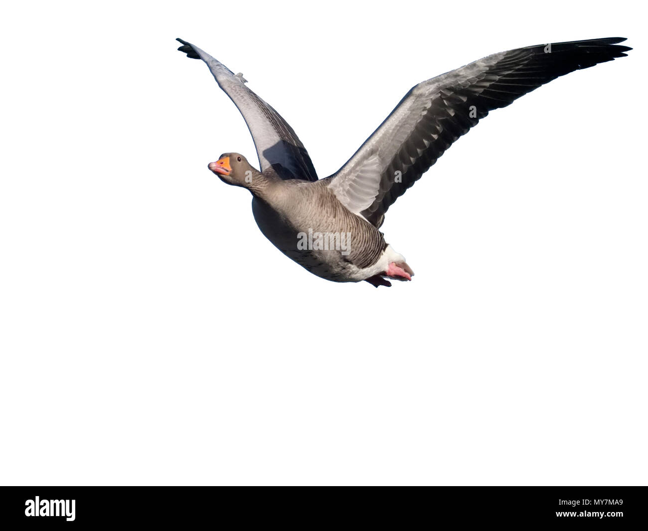 Greylag goose, Anser anser,  single bird in flight, Gloucestershire, January 2018 Stock Photo