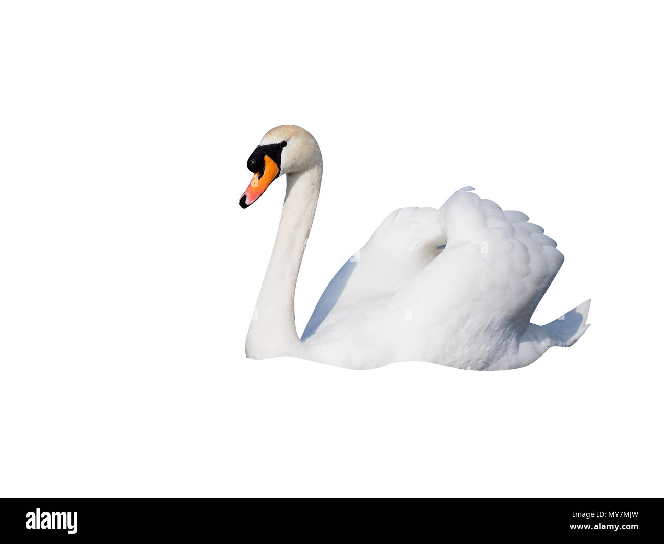 Mute swan, Cygnus olor,  single bird on water, London, March 2017 Stock Photo