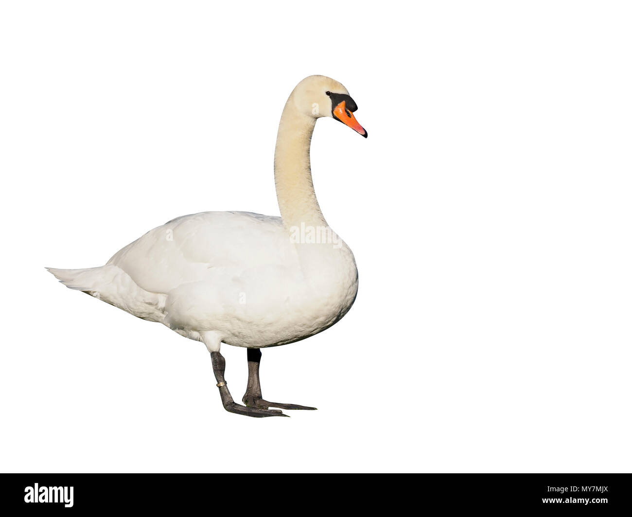 Mute swan, Cygnus olor, single bird by water, London, April 2017 Stock Photo