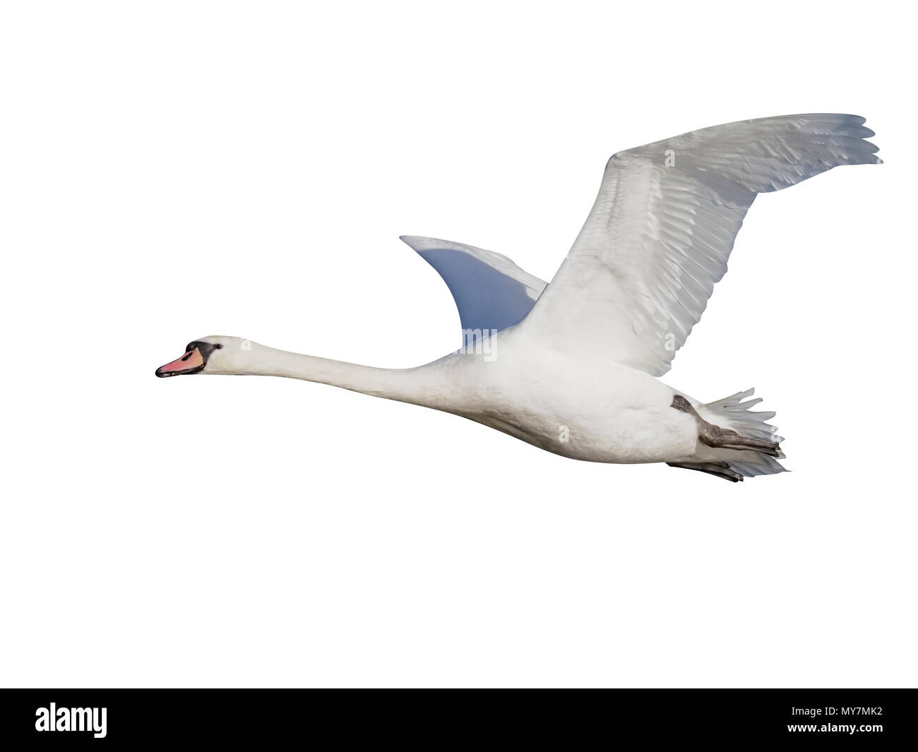 Mute swan, Cygnus olor, single bird in flight, Gloucestershire, January 2018 Stock Photo