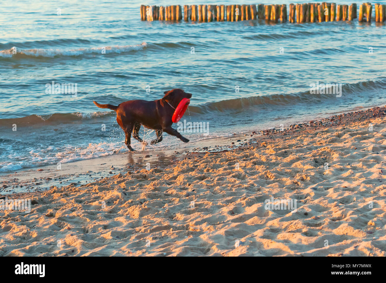 dog running on the beach, dog playing on the beach, big dark dog on the coast Stock Photo
