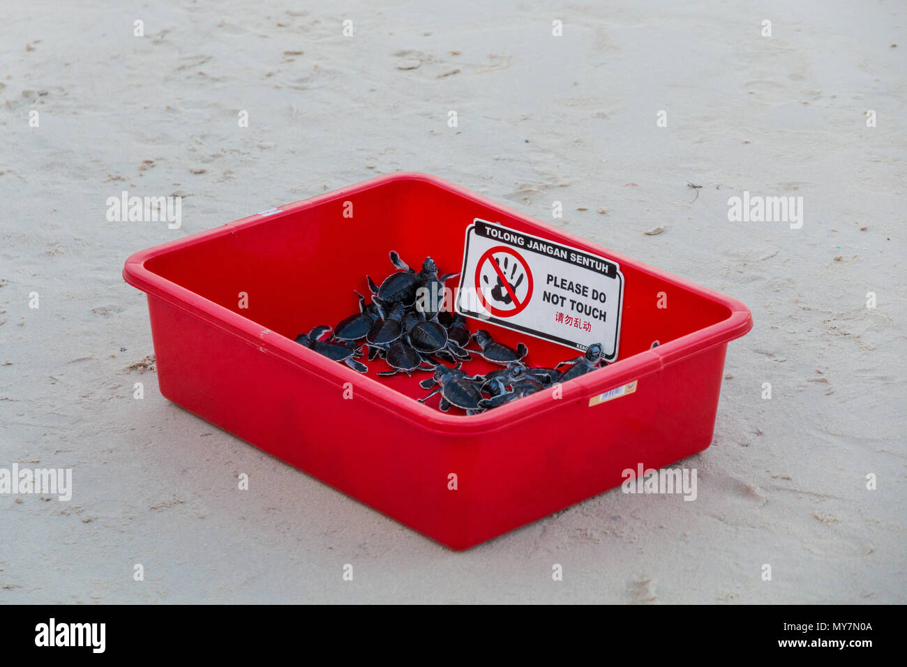 A red plastic box with several little green sea turtle (Chelonia mydas) hatchlings, waiting to be released by tourists on Redang Island, Malaysia. Stock Photo