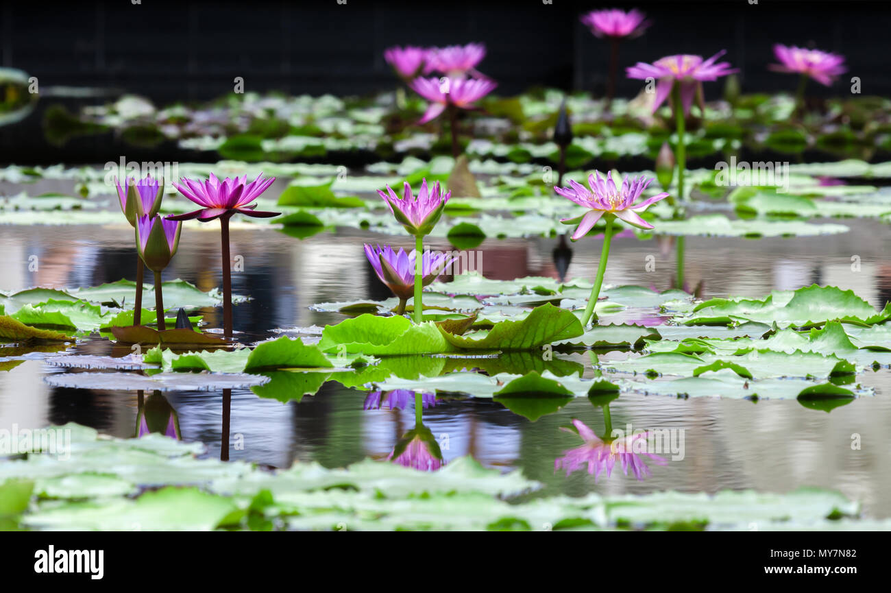 Beautiful pink lotus water lily in pond Stock Photo - Alamy
