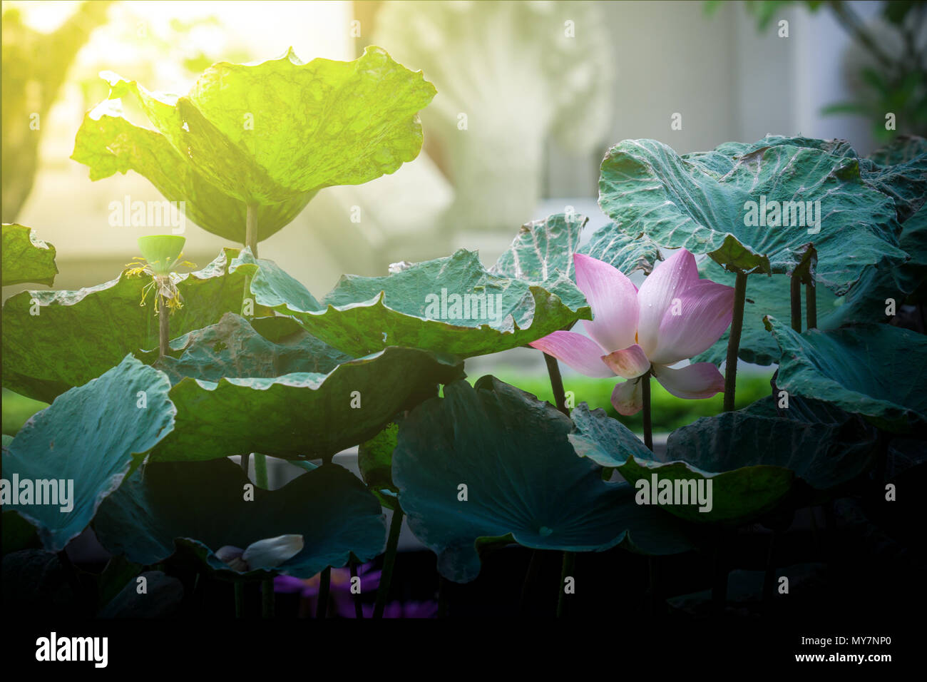 Beautiful pink lotus water lily in pond Stock Photo - Alamy