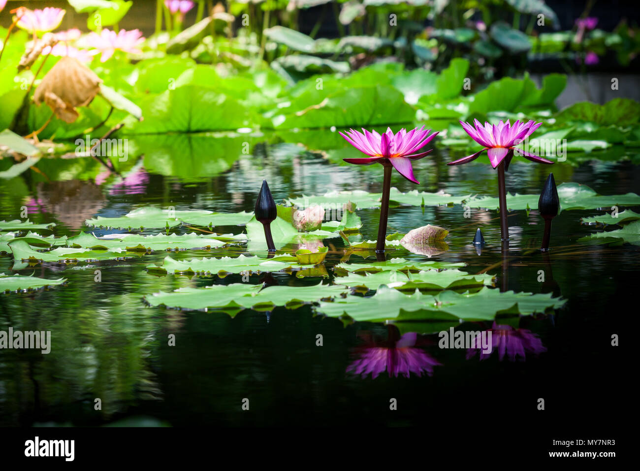Beautiful pink lotus water lily in pond Stock Photo - Alamy