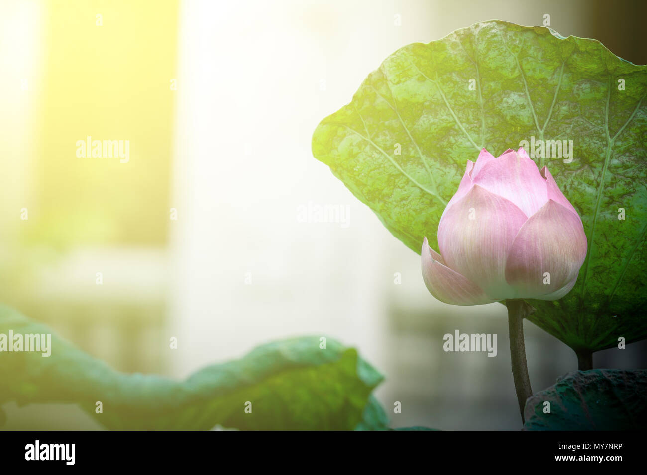 Beautiful pink lotus water lily in pond with sun light Stock Photo - Alamy