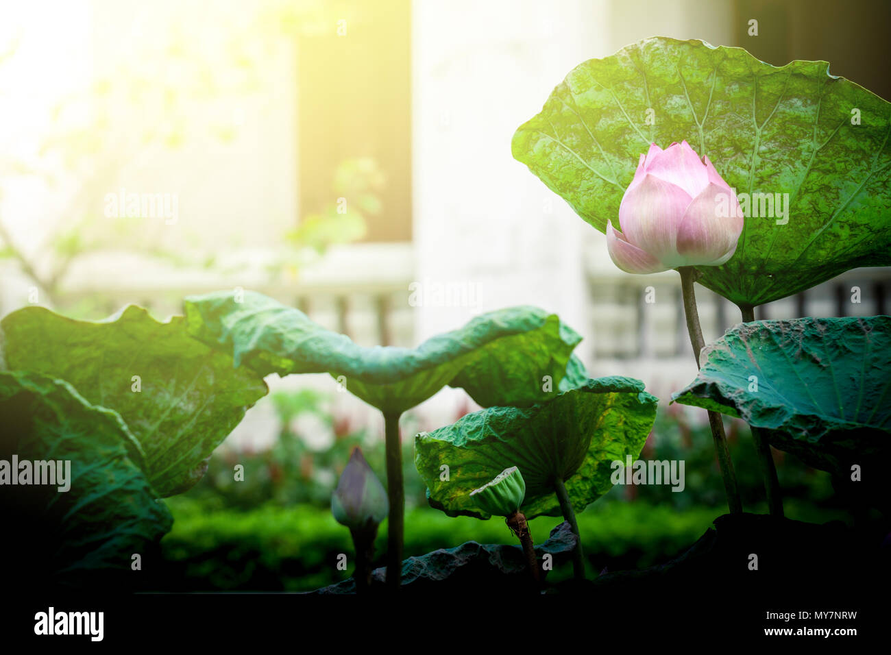 Beautiful pink lotus water lily in pond with sun light Stock Photo - Alamy