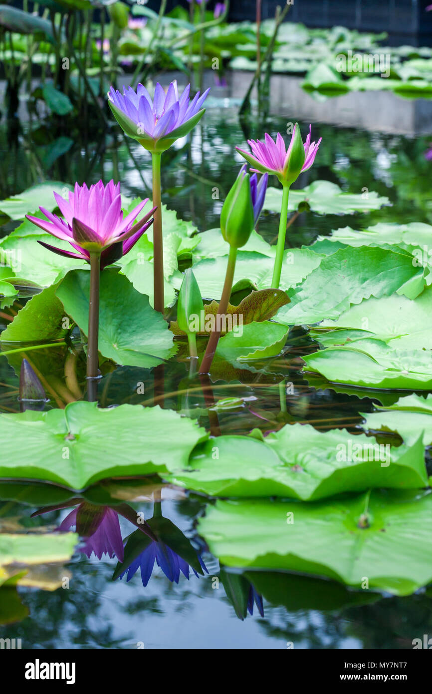 Beautiful pink lotus water lily in pond Stock Photo - Alamy