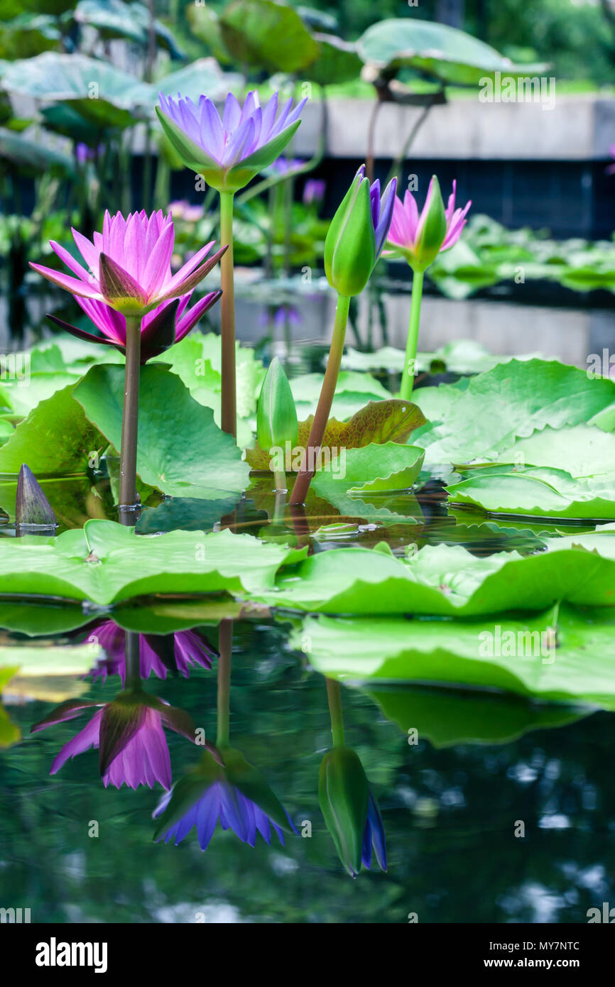 Beautiful pink lotus water lily in pond Stock Photo - Alamy