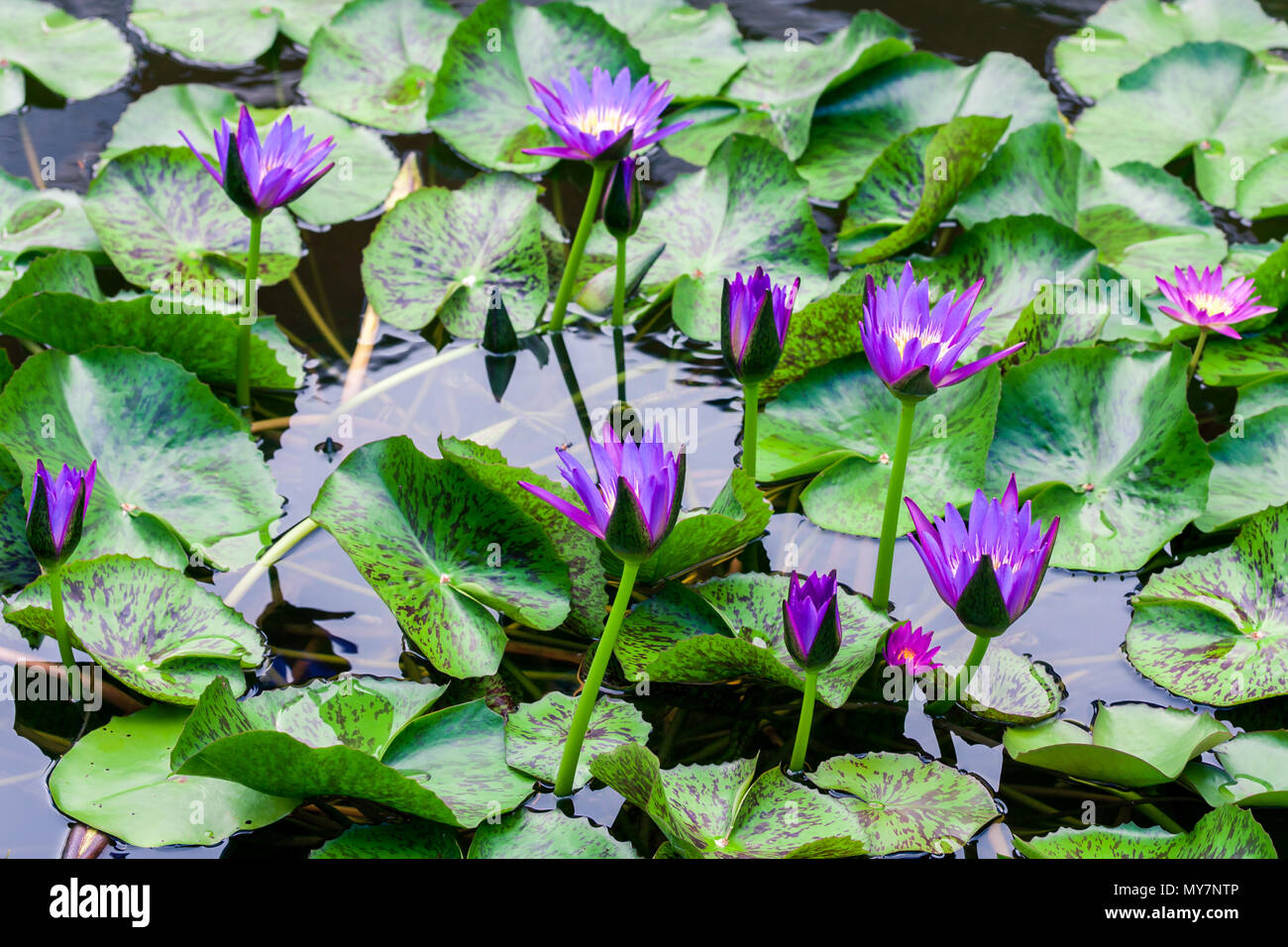 Beautiful pink lotus water lily in pond Stock Photo - Alamy