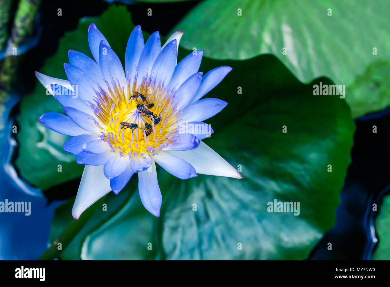 Beautiful purple blue lotus water lily in pond Stock Photo - Alamy