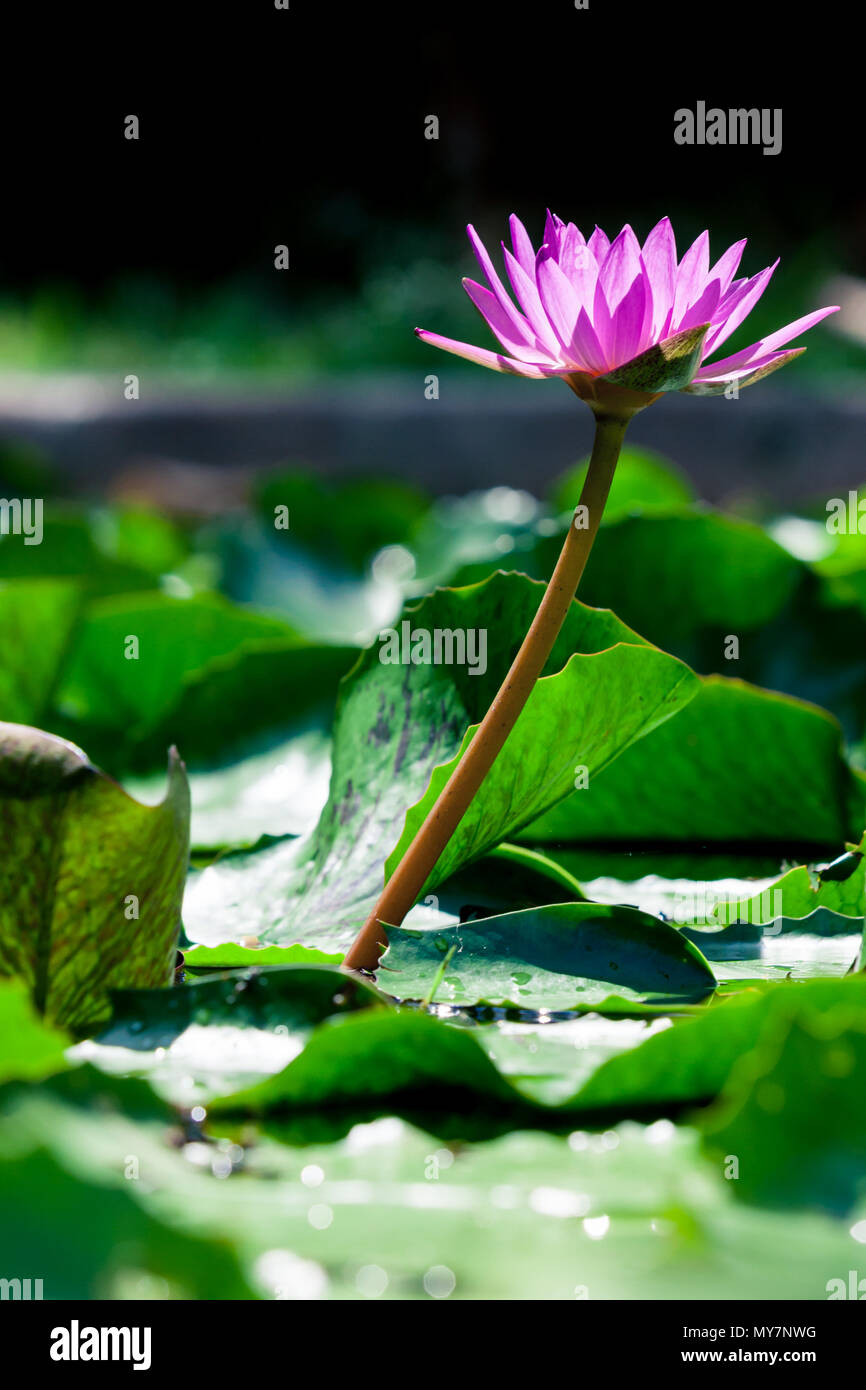Beautiful pink lotus water lily in pond Stock Photo - Alamy