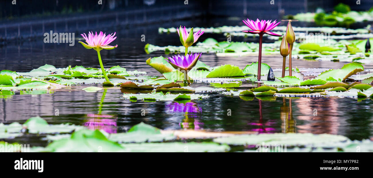Beautiful pink lotus water lily in pond Stock Photo - Alamy