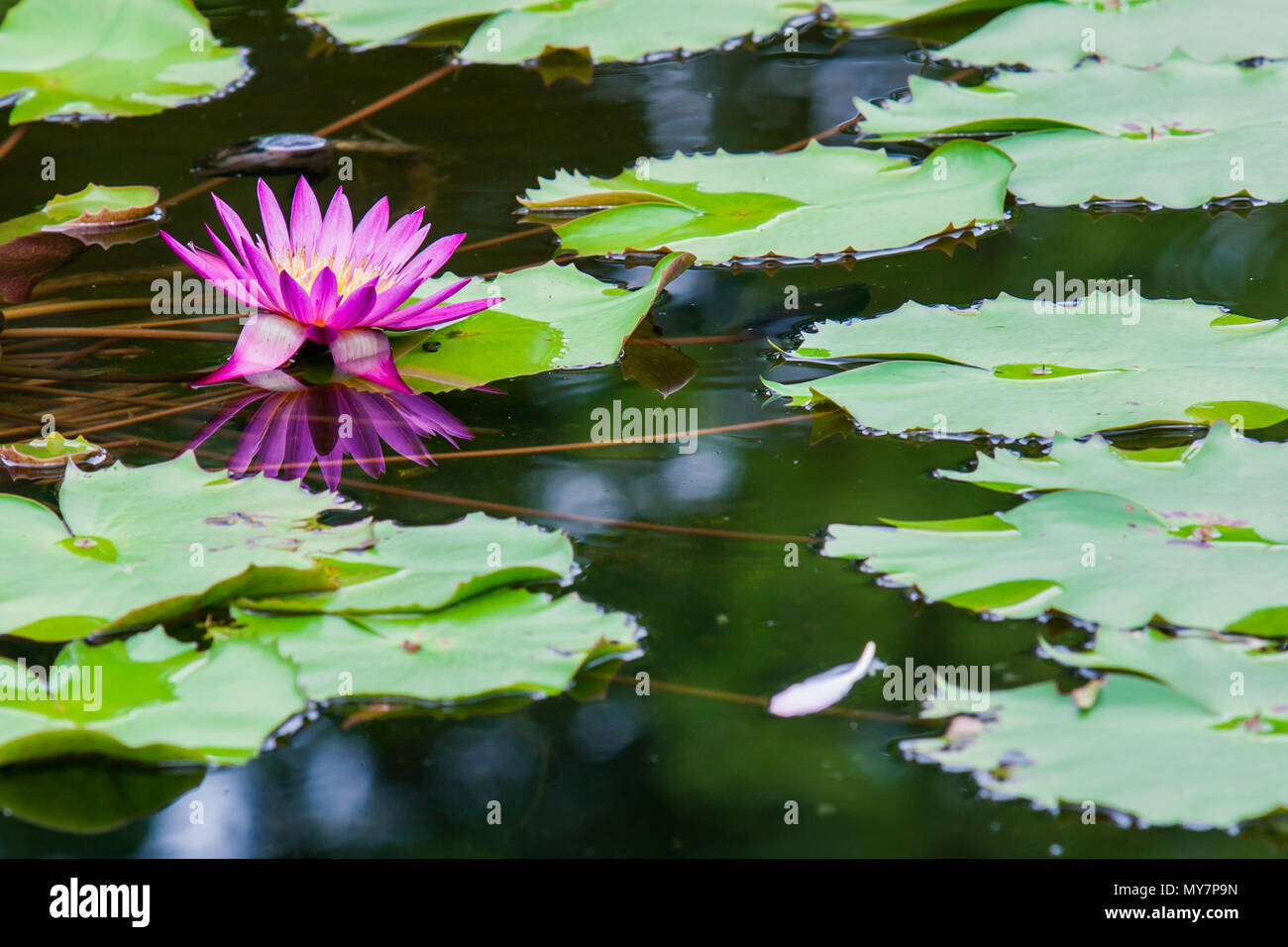 Beautiful pink lotus water lily in pond Stock Photo - Alamy