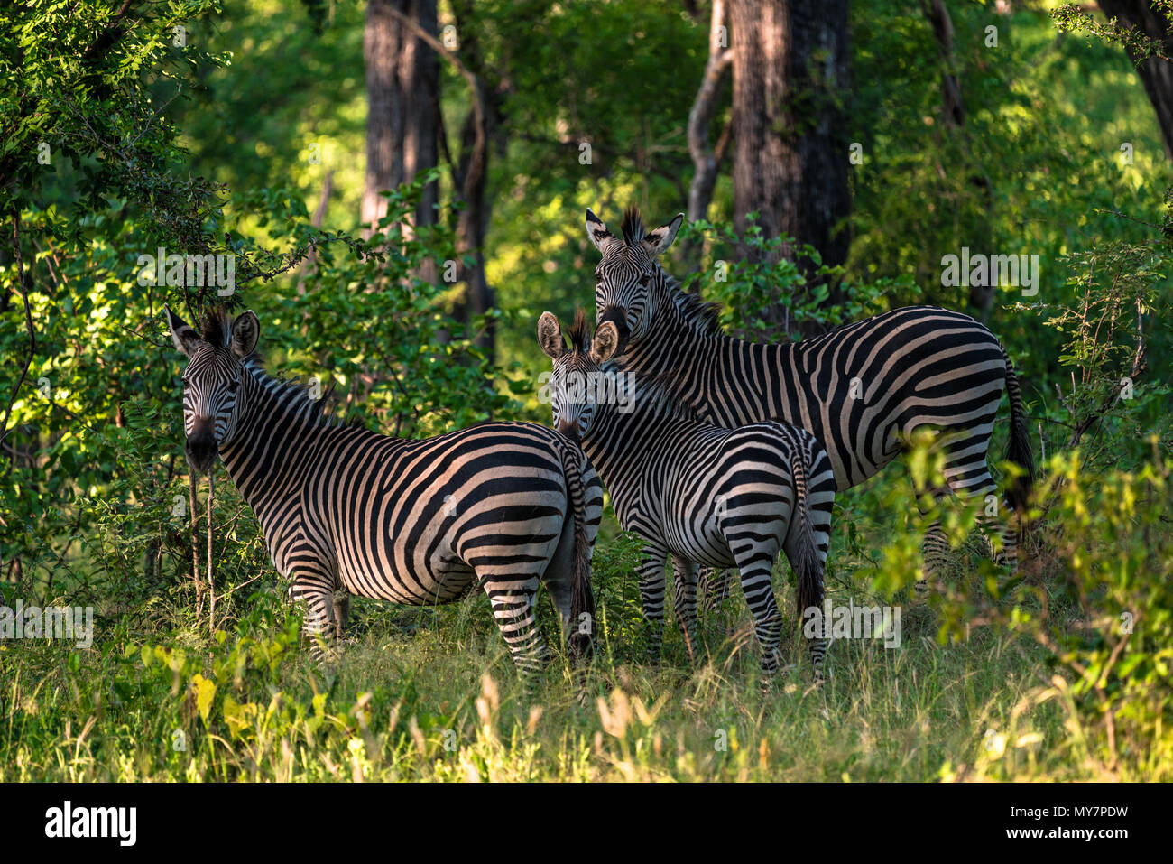 Three zebras in the forest Stock Photo Alamy