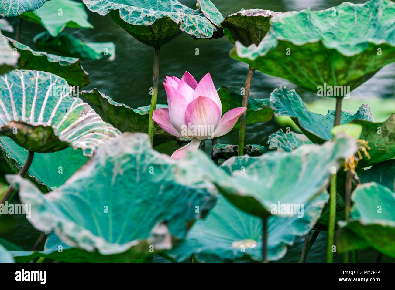 Beautiful pink lotus water lily in pond Stock Photo - Alamy