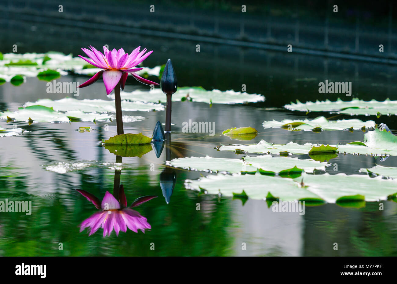 Beautiful pink lotus water lily in pond Stock Photo - Alamy