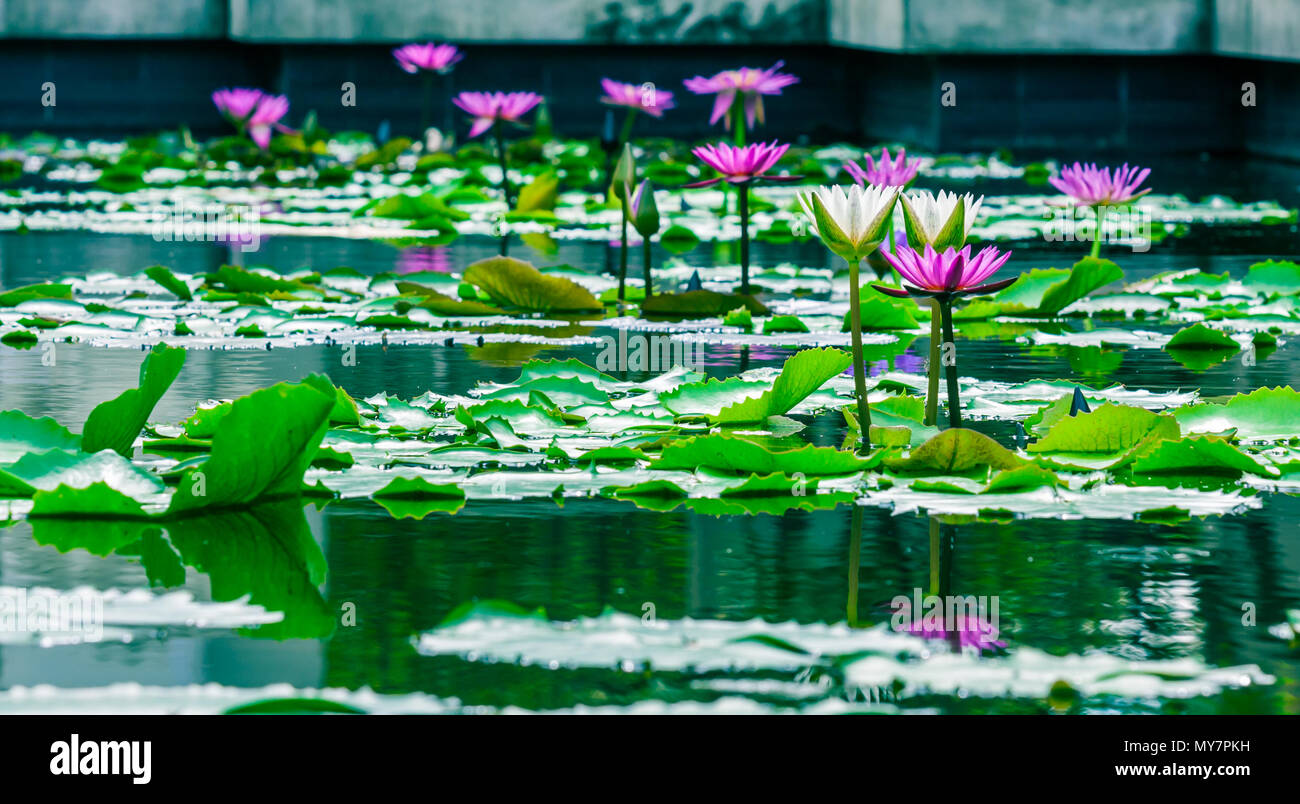 Beautiful pink lotus water lily in pond Stock Photo - Alamy