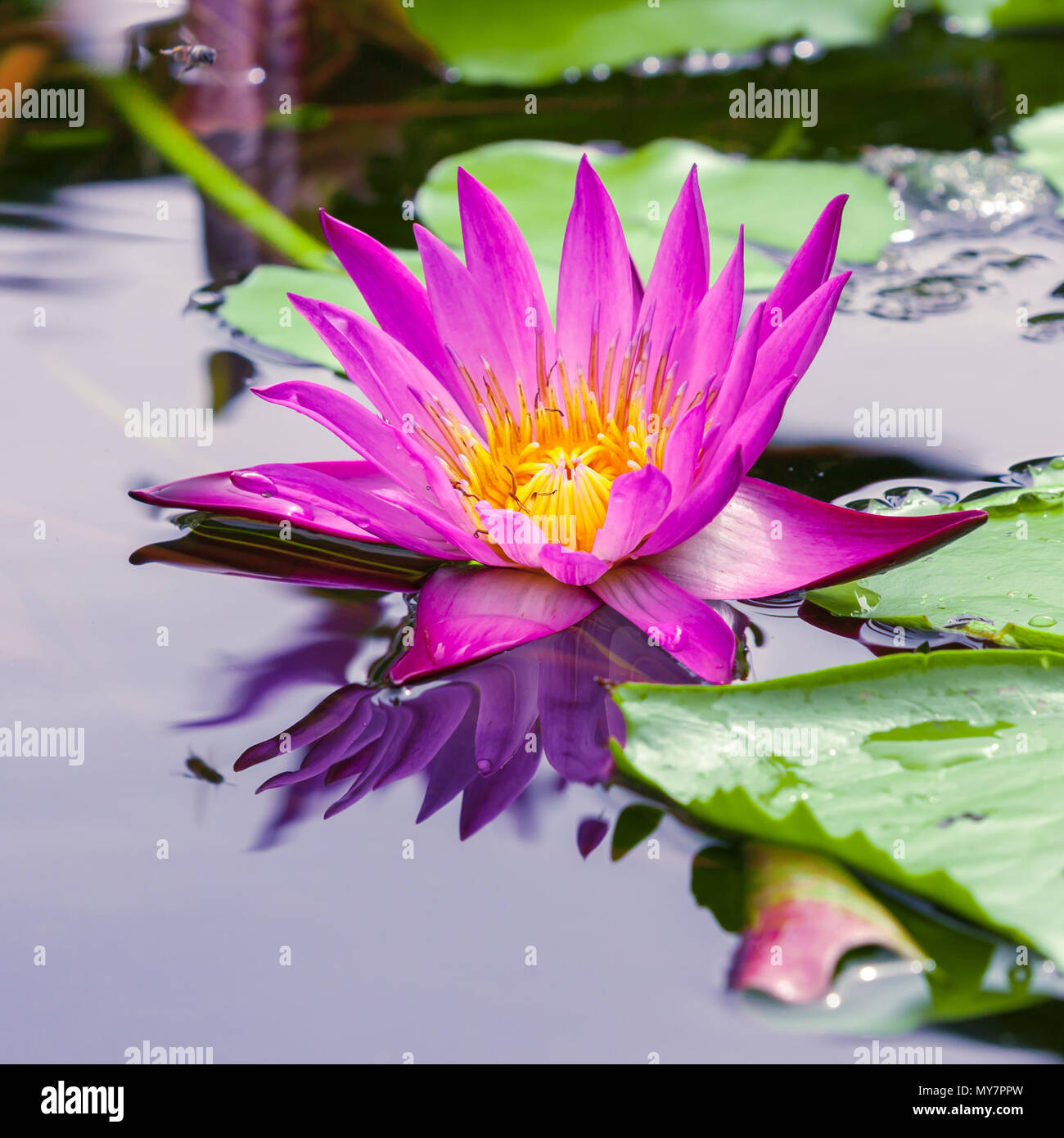 Beautiful pink lotus or water lily in pond Stock Photo - Alamy