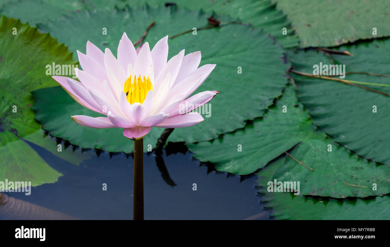 Pink lotus or water lily in pond Stock Photo - Alamy