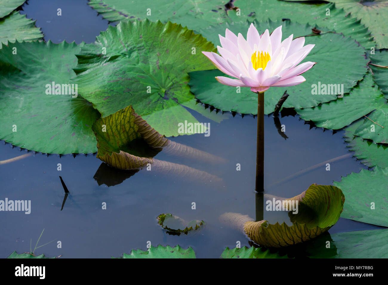 Pink lotus or water lily in pond Stock Photo - Alamy