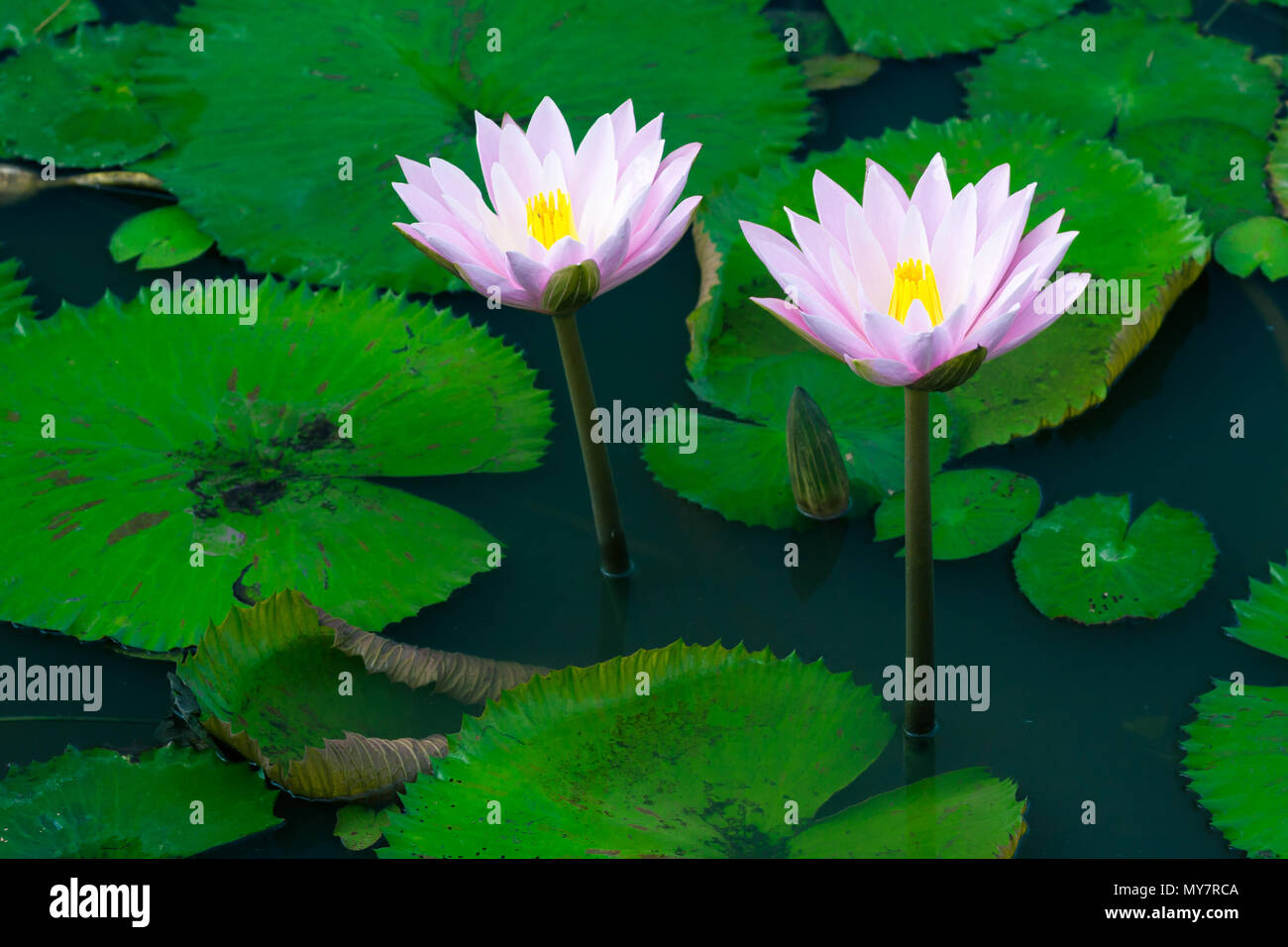 Pink lotus or water lily in pond Stock Photo - Alamy