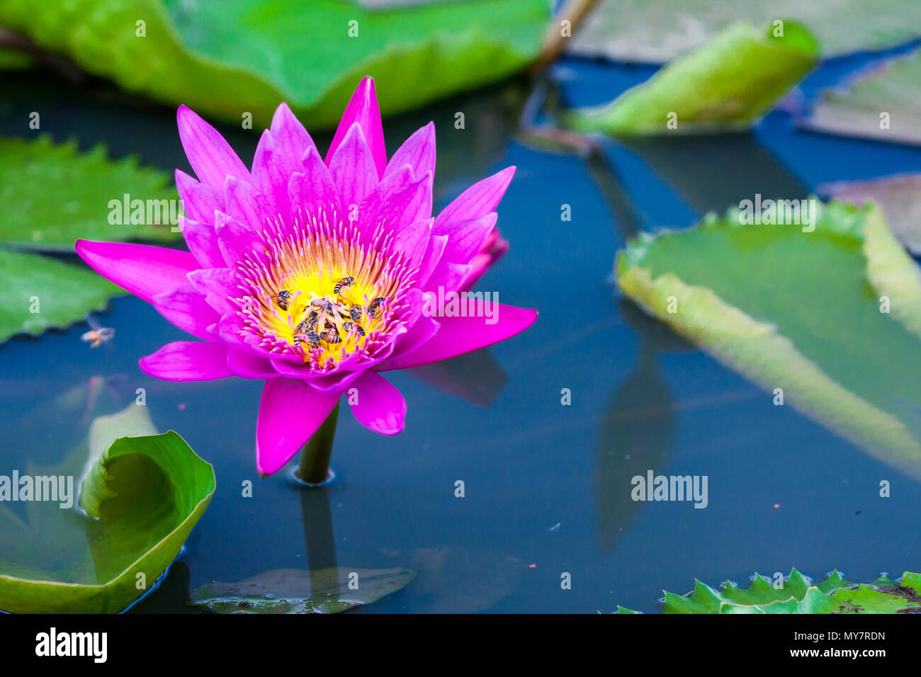 Pink lotus or water lily in pond Stock Photo - Alamy