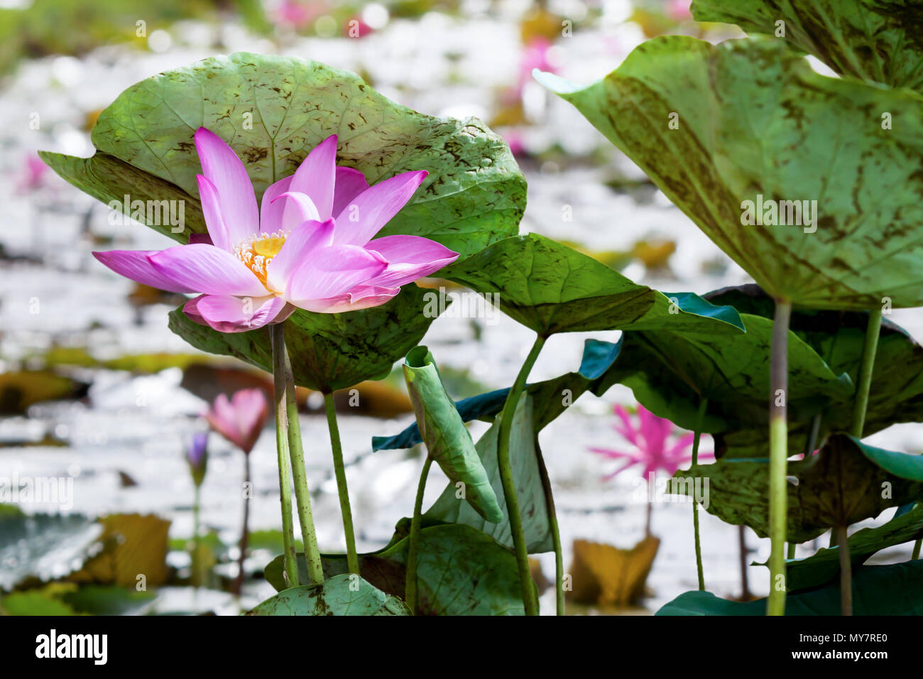 Pink lotus or water lily in pond Stock Photo - Alamy