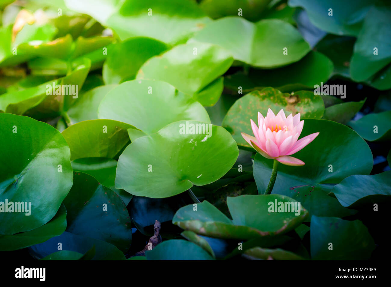 Pink lotus or water lily in pond Stock Photo - Alamy