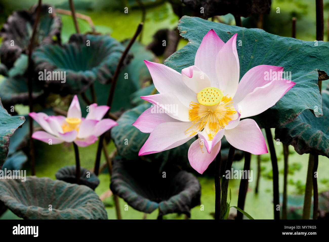 Pink lotus or water lily in pond Stock Photo - Alamy