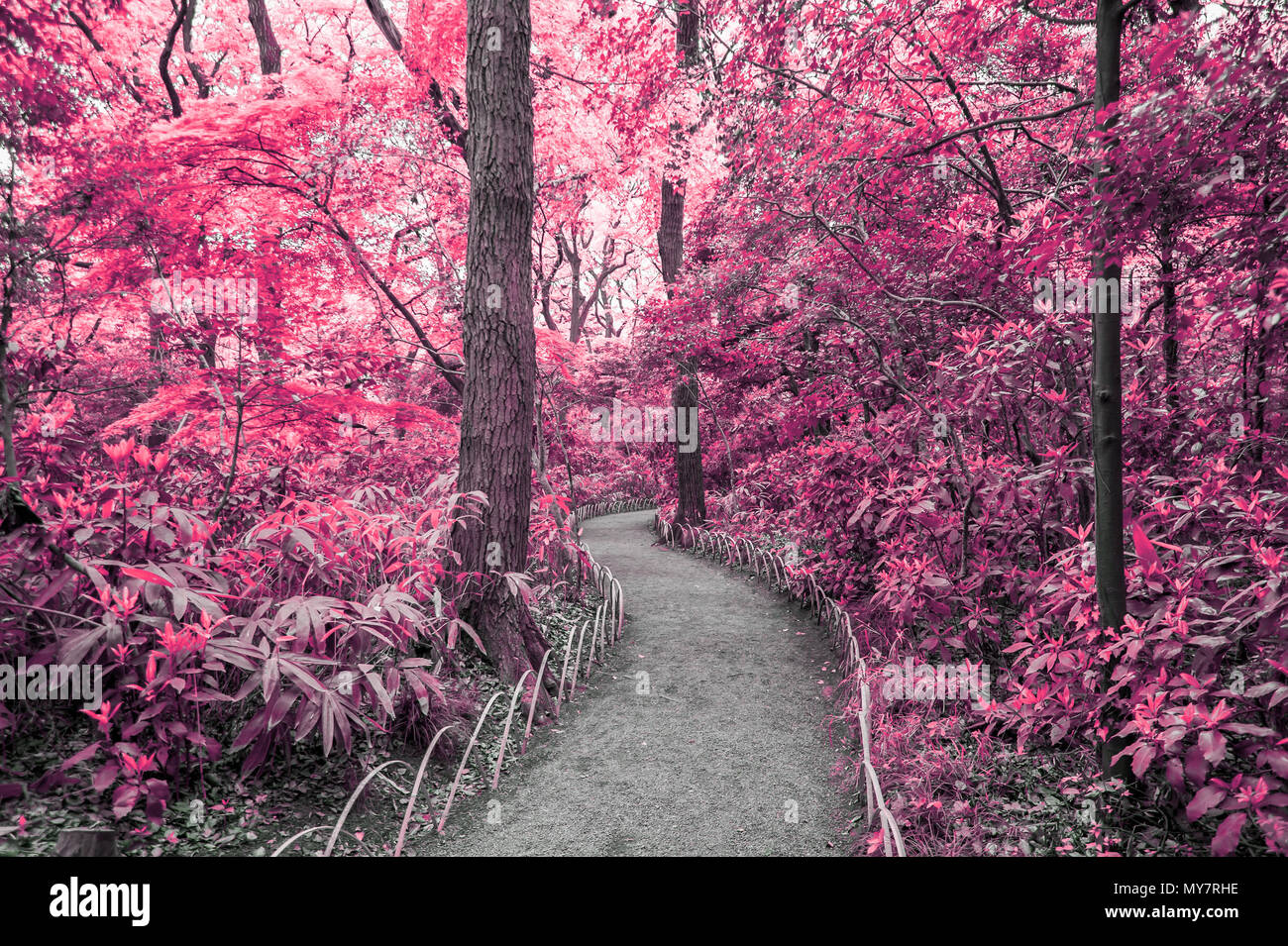 Fantasy Scene Of Red Forest With Walking Path Stock Photo Alamy Fantasy Scene Of Red Forest With Walking Path Stock Photo Alamy