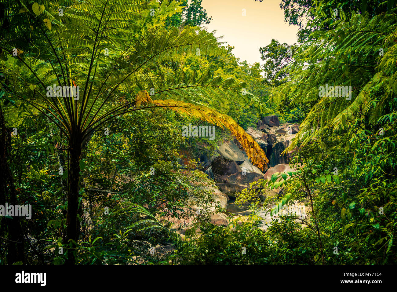 Dark jungle hi-res stock photography and images - Alamy