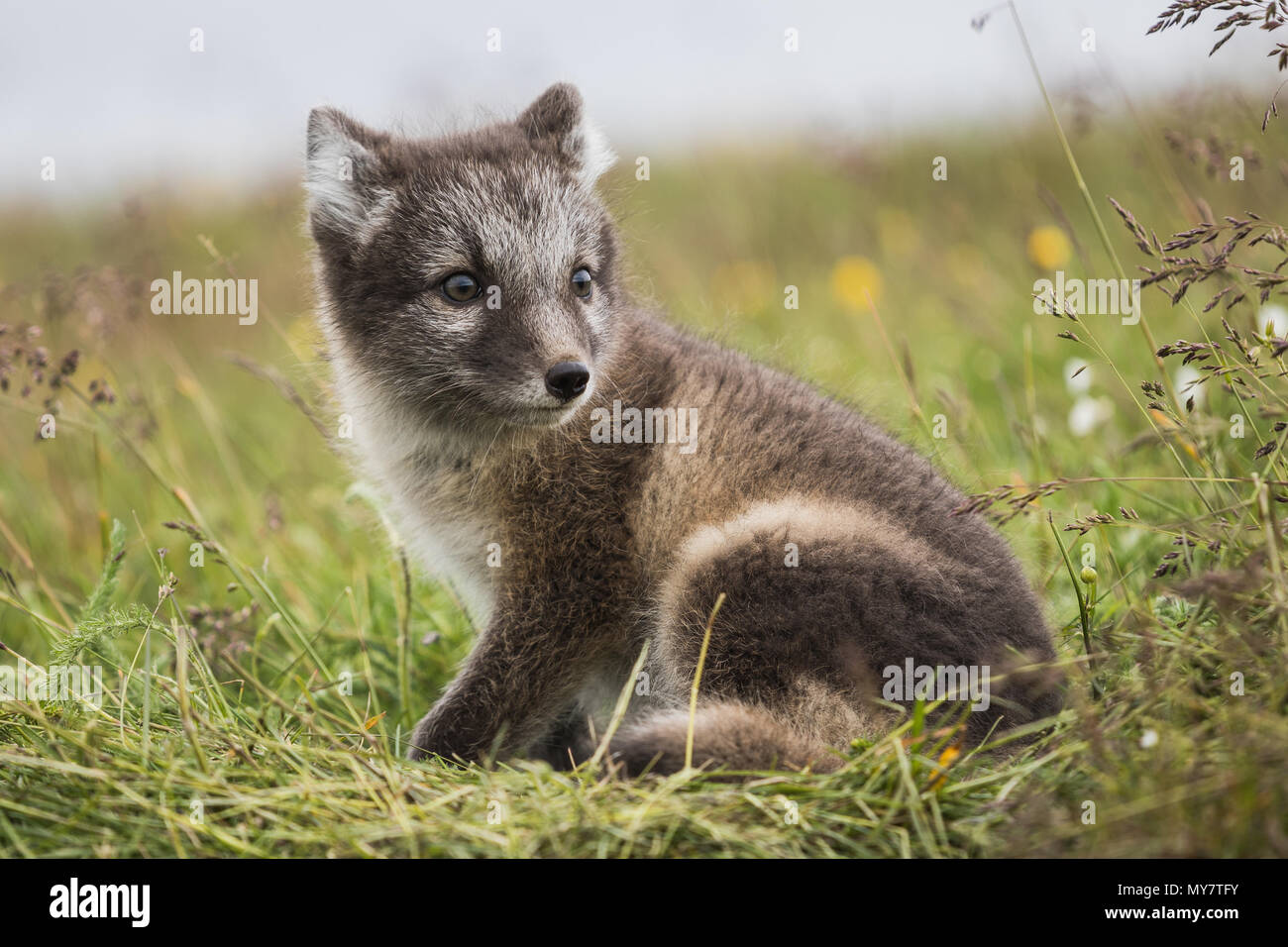 Close up of a young playful arctic fox cub in summer on iceland Stock Photo  - Alamy