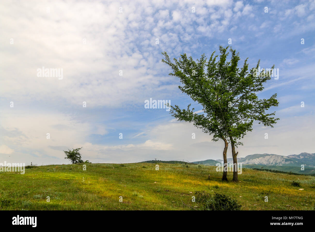 Beautiful landscape with lone tree stands on a green field or hill ...