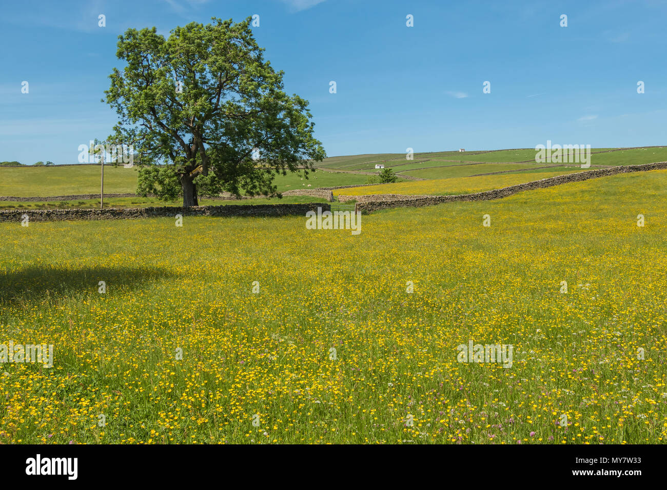 Upper Teesdale landscape, flowering hay meadows, dry stone walls and whitewashed barns at Bowlees, North Pennines AONB, UK Stock Photo