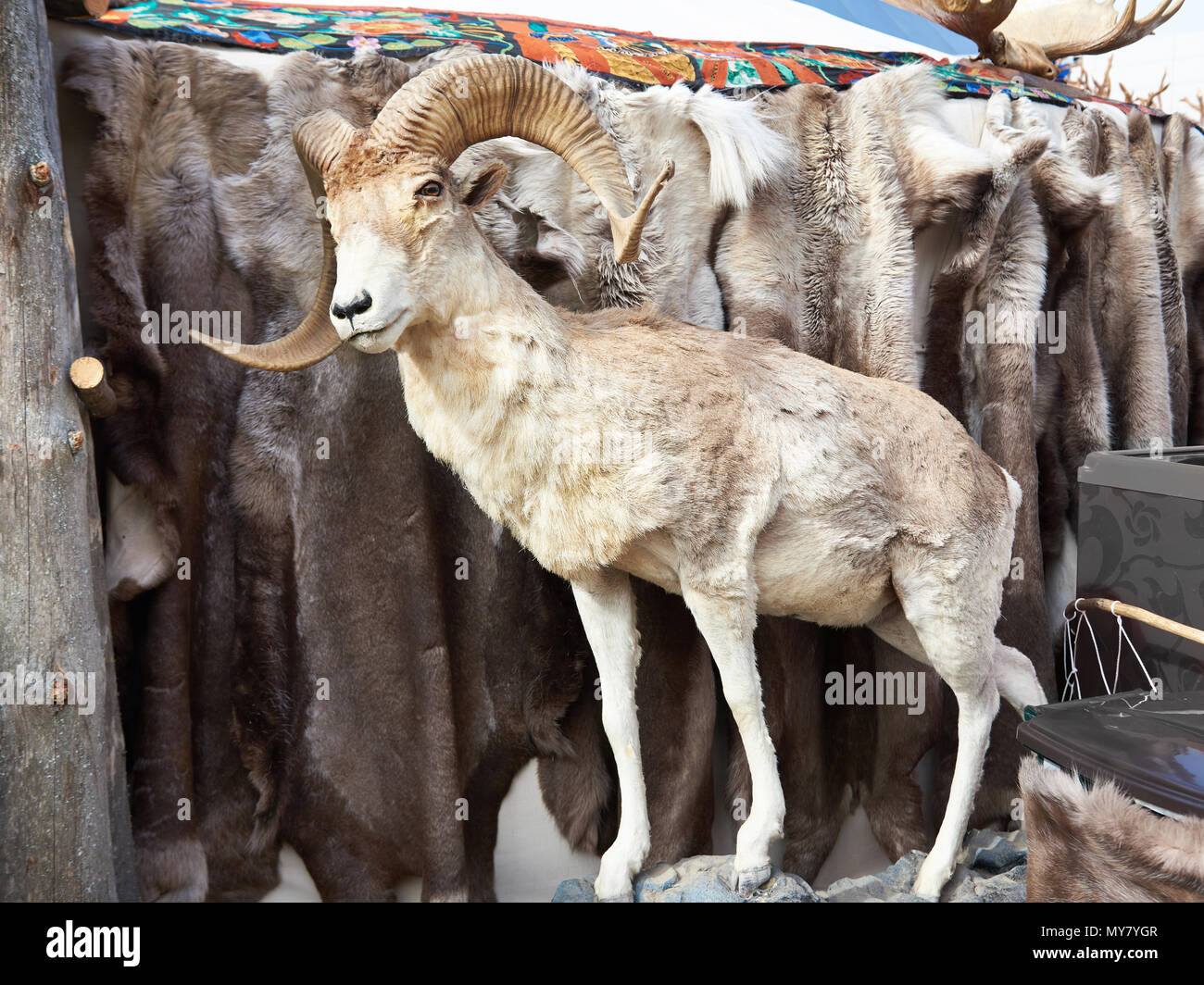 Goat stuffed animal hi-res stock photography and images - Alamy Goat stuffed animal hi-res stock photography and images - Alamy