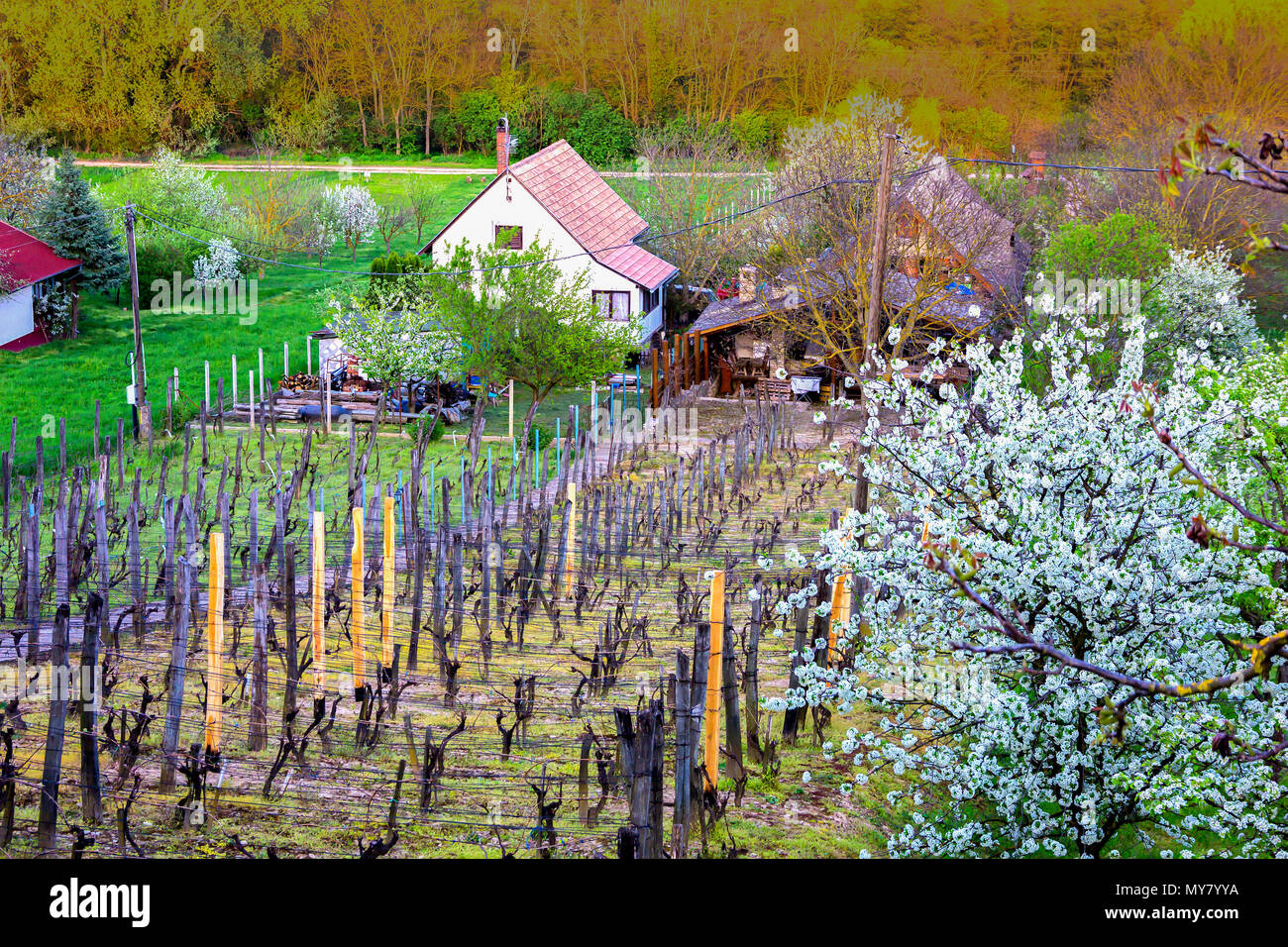 Fields of private vineyards, farmhause, garden with blossoming cherry trees in spring landscape of hungarian country side. Heviz, Hungary Stock Photo